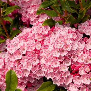 kalmia latifolia olympic fire_013-l